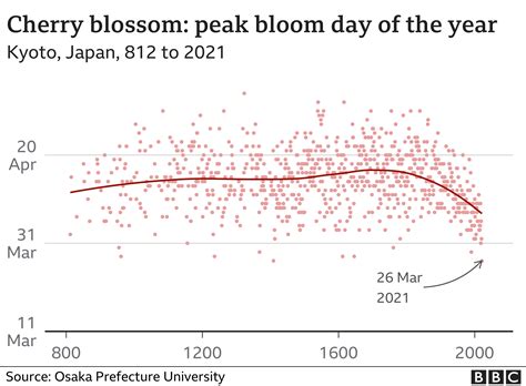 cherry blossom japan historical data